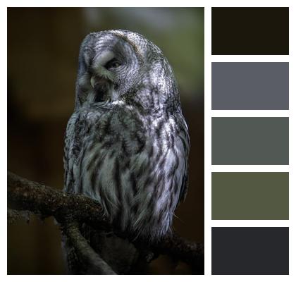 Bird Owl Great Grey Owl Image
